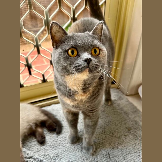 Photo of Stella