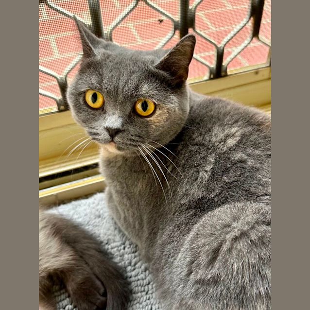 Photo of Stella