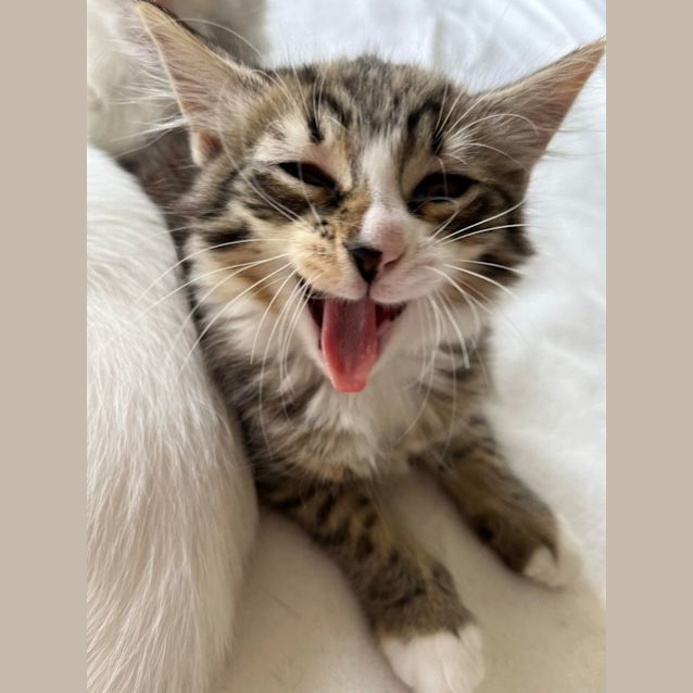 Photo of Rosie