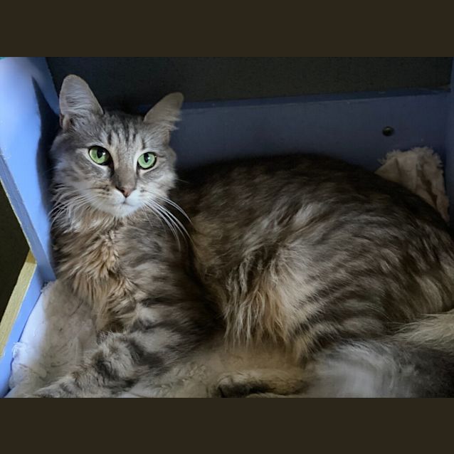 Photo of Lovie
