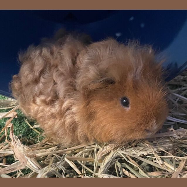 Photo of Curly
