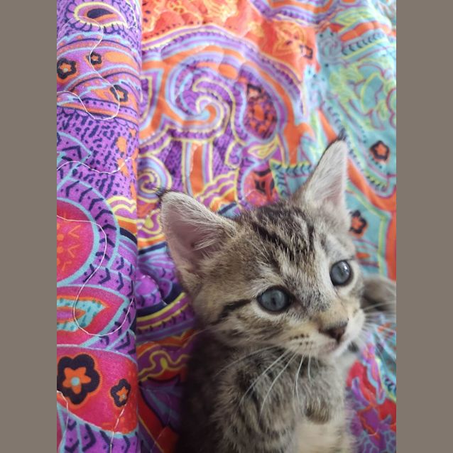 Photo of Kovu