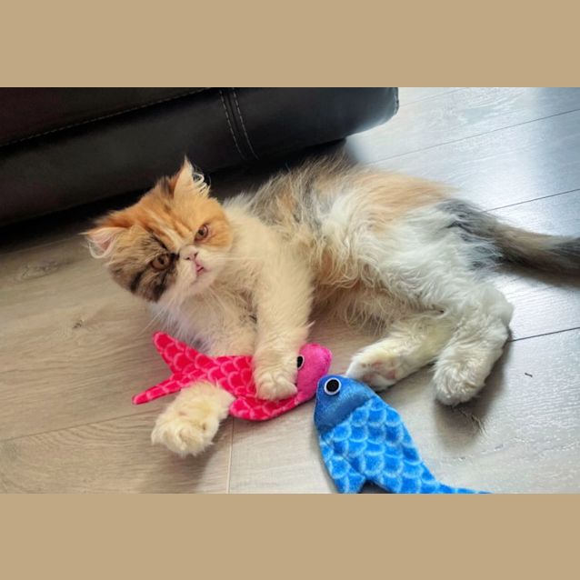 Photo of 🥕🍰Carrotcake🍰🥕