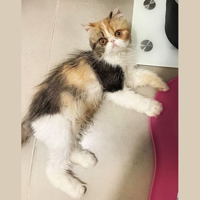 Photo of 🥕🍰Carrotcake🍰🥕