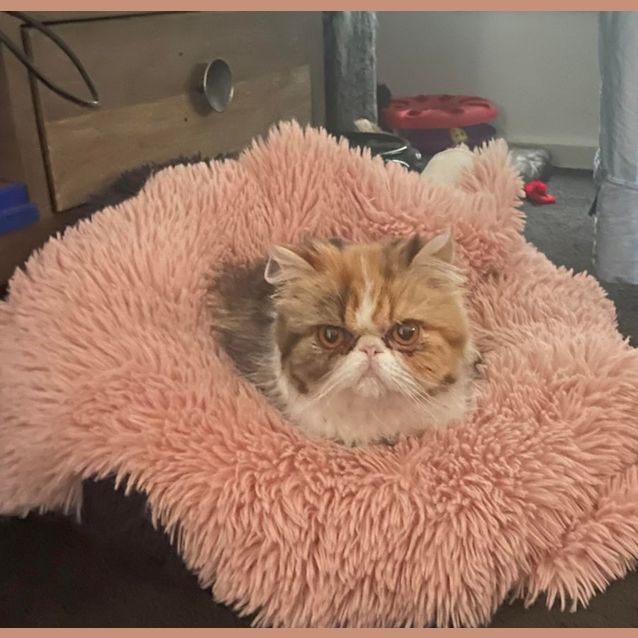 Photo of 🥕🍰Carrotcake🍰🥕