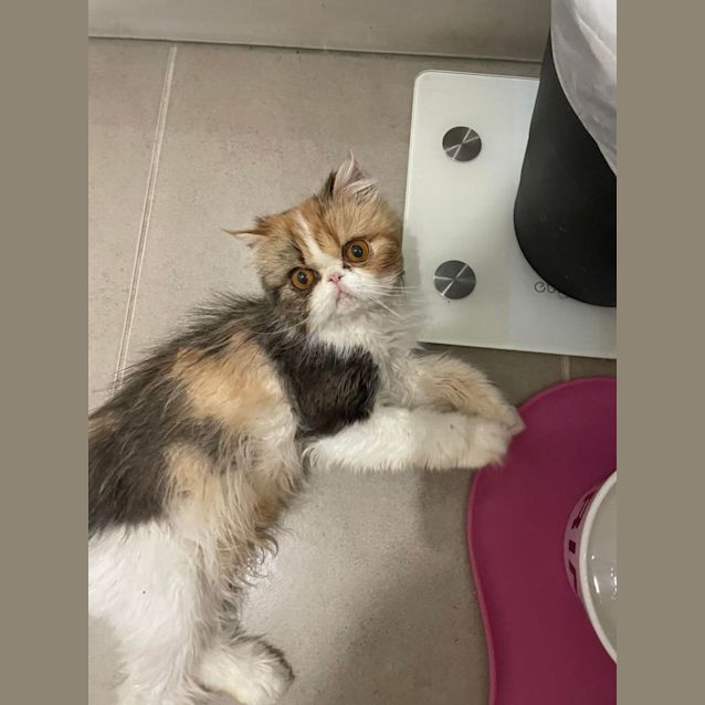 Photo of 🥕🍰Carrotcake🍰🥕