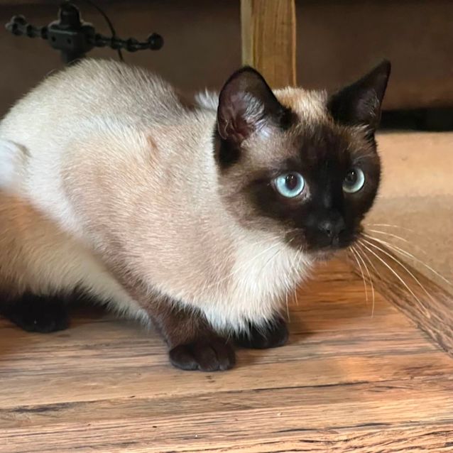 Photo of Harlow 🌹