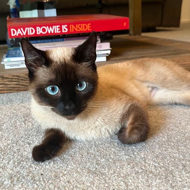 Photo of Harlow 🌹