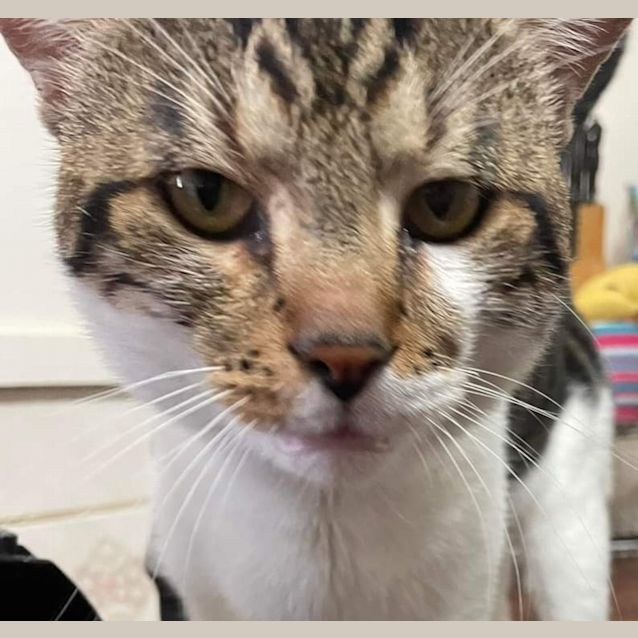 Photo of Avicii