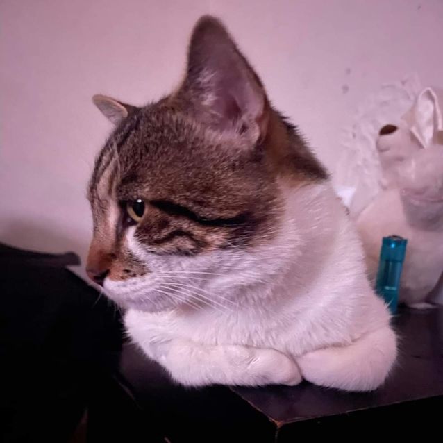 Photo of Avicii