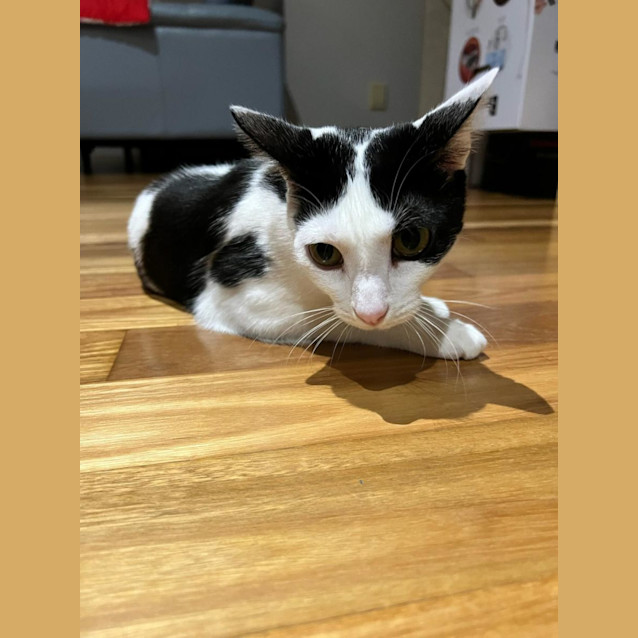 Photo of Tilly & Tilla