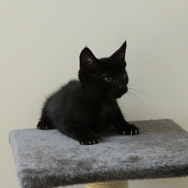 Photo of Midnight