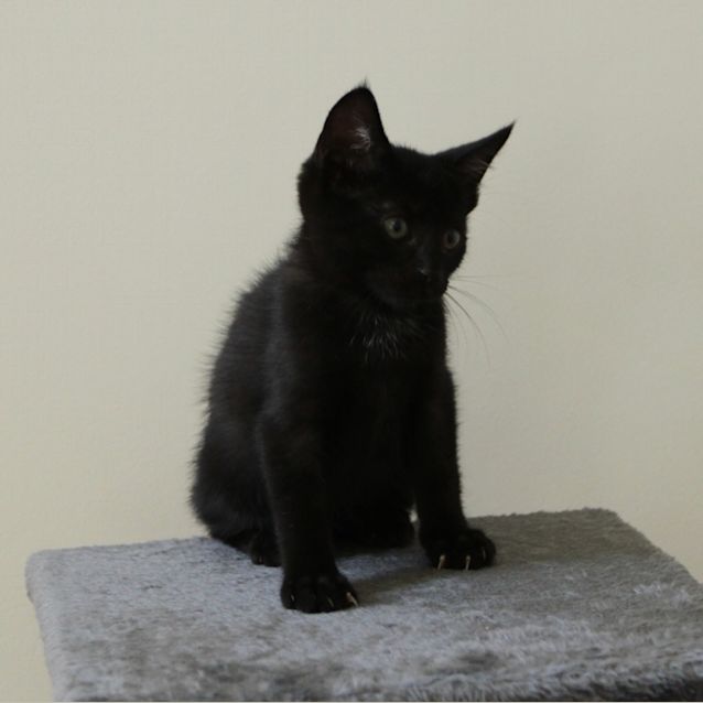 Photo of Midnight