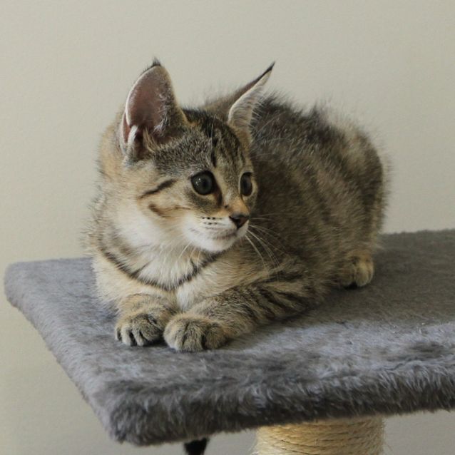 Photo of Lynx