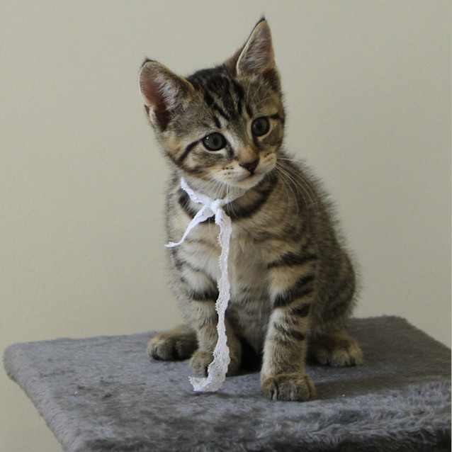 Photo of Sabre
