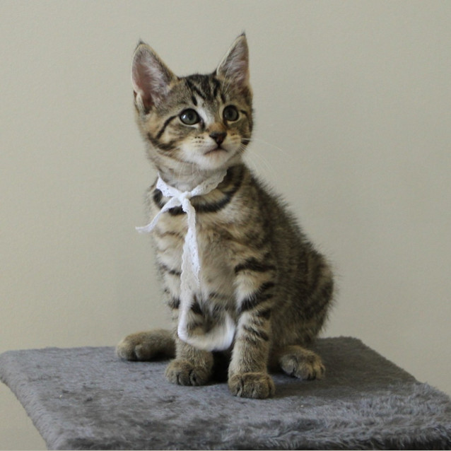 Photo of Sabre