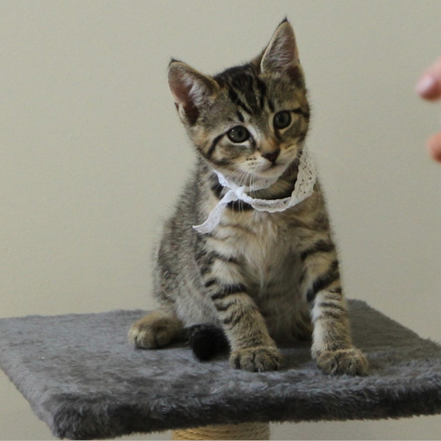 Photo of Sabre