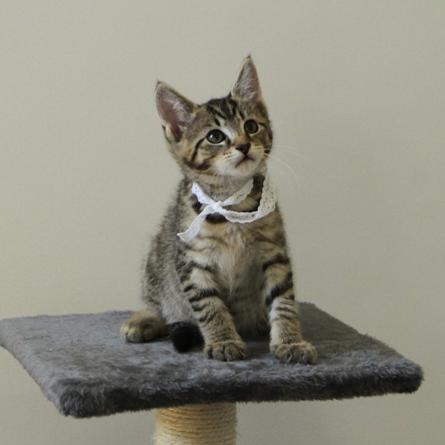 Photo of Sabre