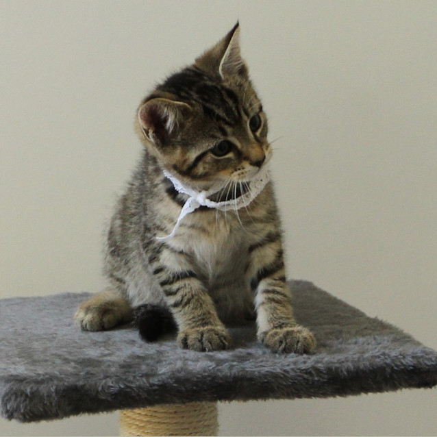 Photo of Sabre