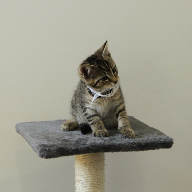 Photo of Sabre
