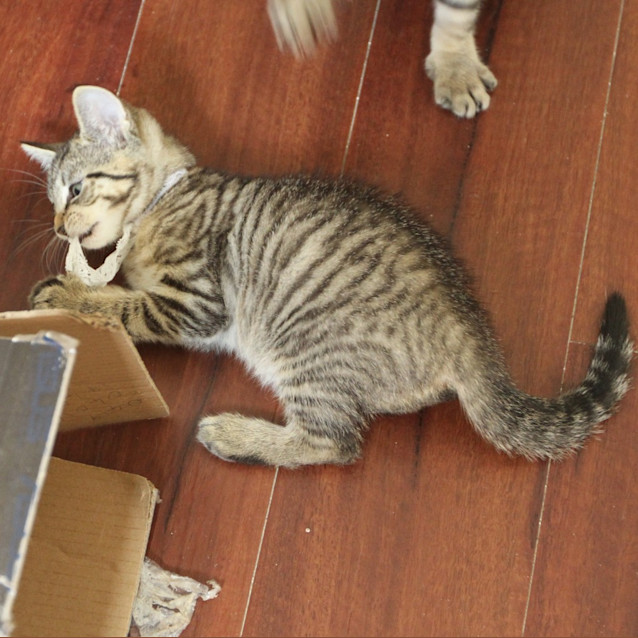 Photo of Sabre
