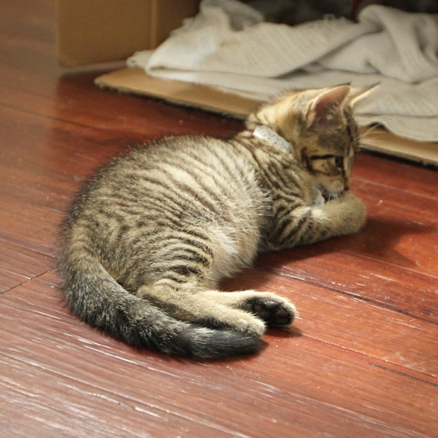 Photo of Sabre