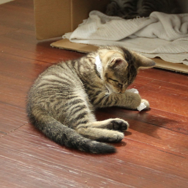 Photo of Sabre