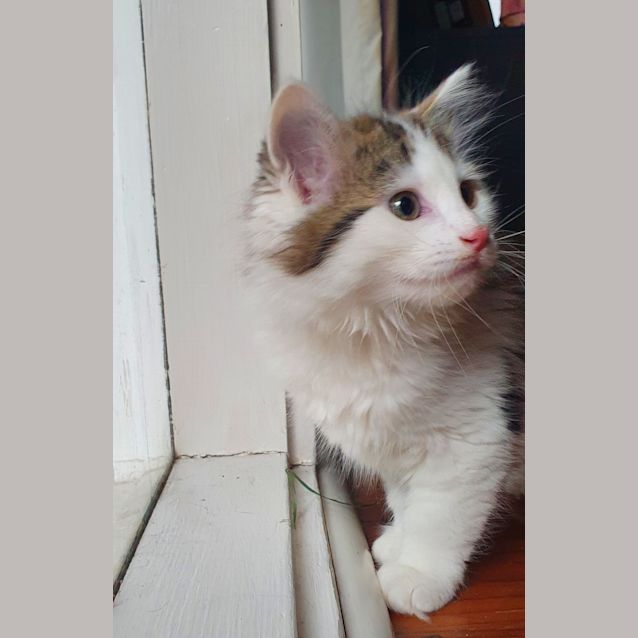 Photo of Luna (Was Bonzi )