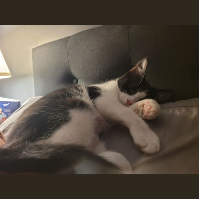 Photo of Alfie 😺😺