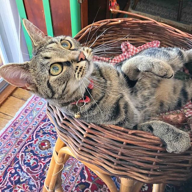 Photo of Ziggy