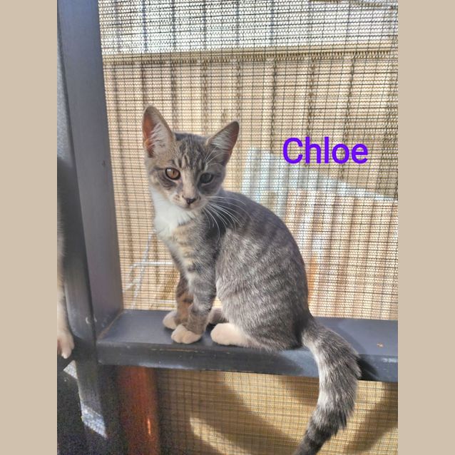 Photo of Chloe
