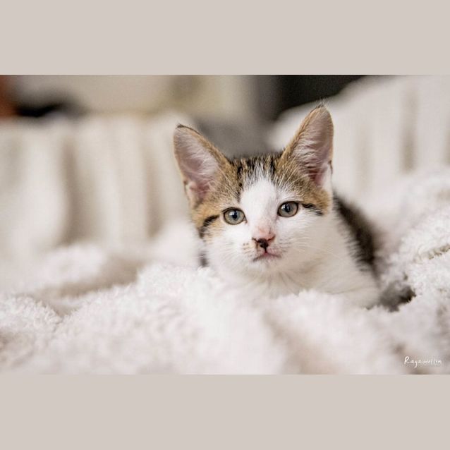 Photo of Rocco *Meet Me At Mitcham Petstock 6/5/23*