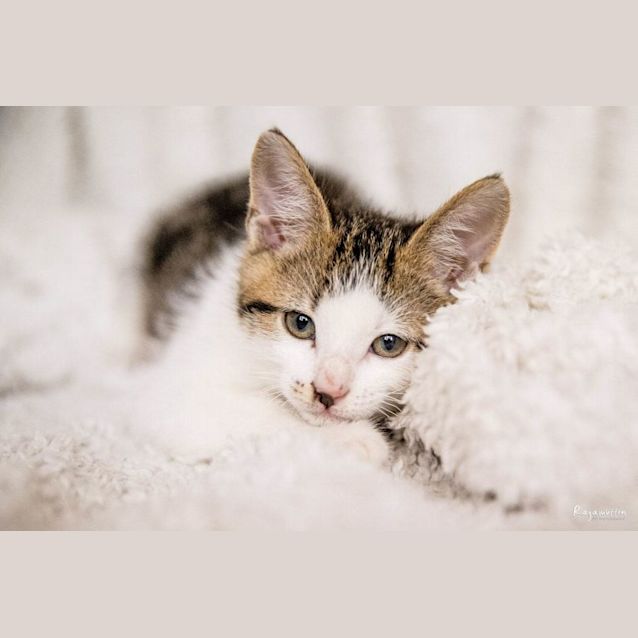 Photo of Rocco *Meet Me At Mitcham Petstock 6/5/23*