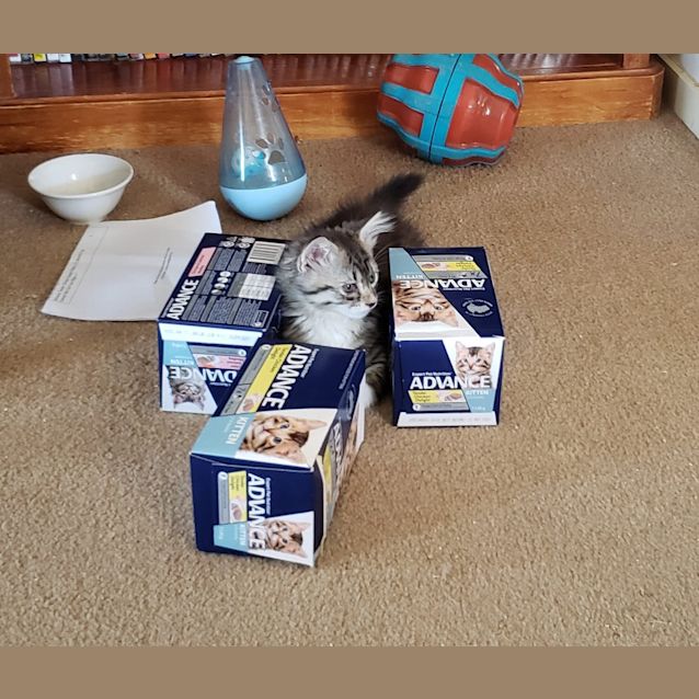 Photo of Allie Powell