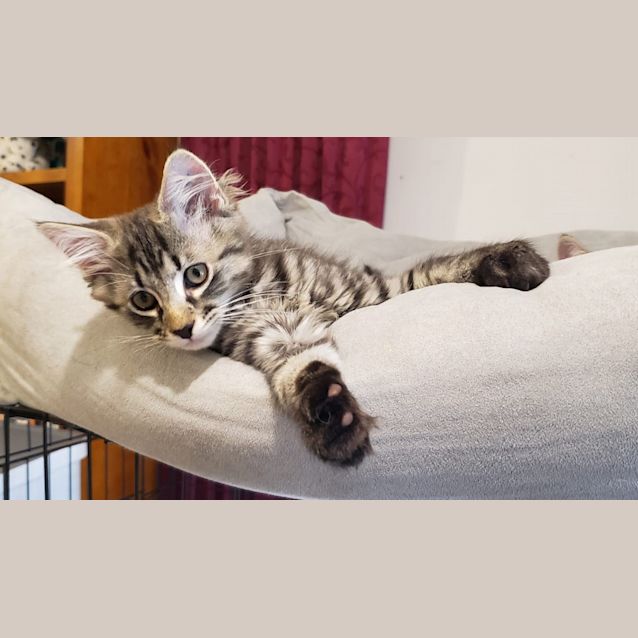 Photo of Hans Gruber