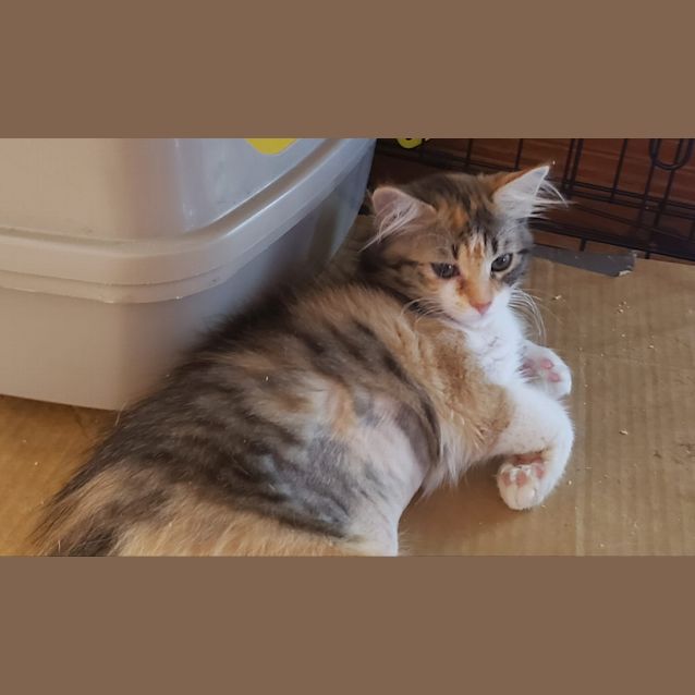 Photo of Holly Gennaro