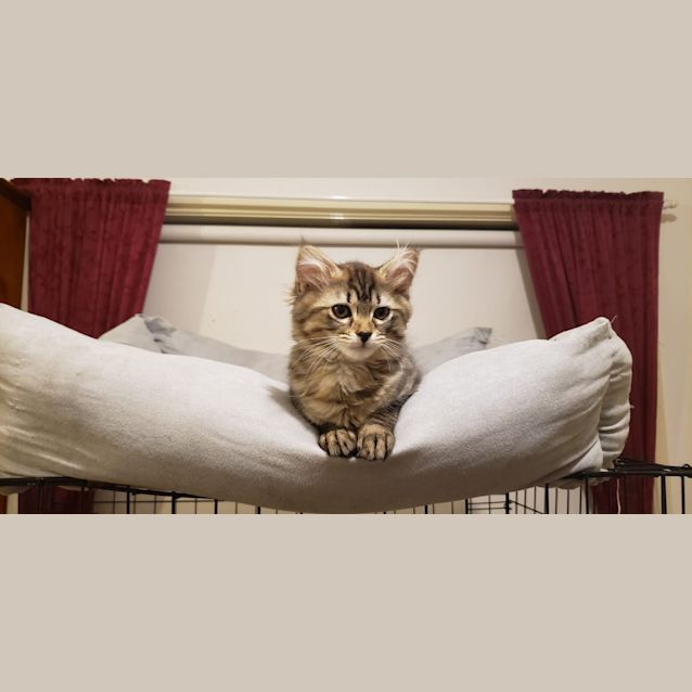 Photo of Karla Vreski