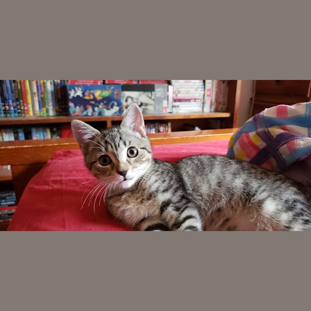 Photo of Roi Rodgers