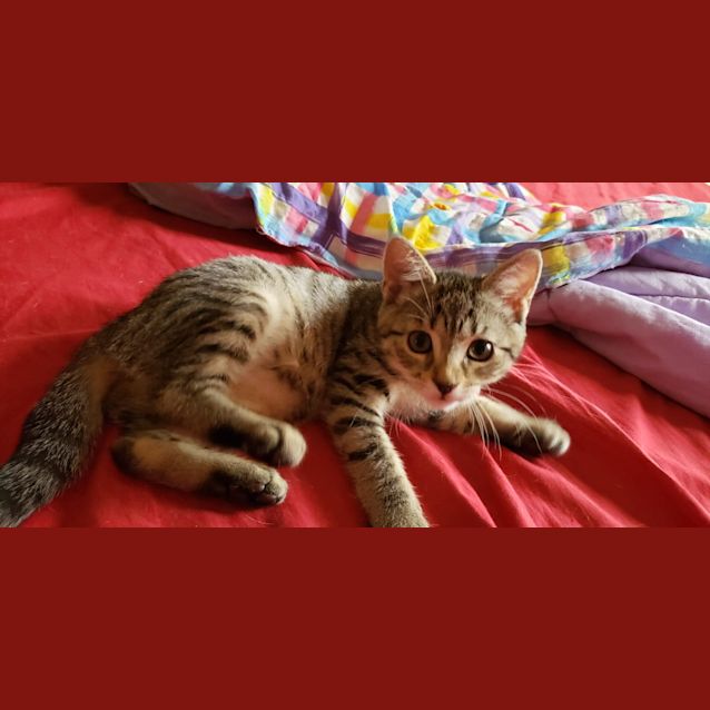 Photo of Roi Rodgers