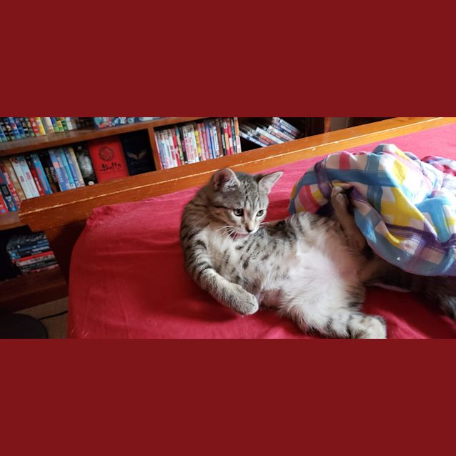 Photo of Roi Rodgers