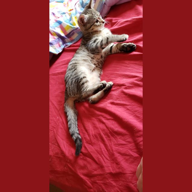 Photo of Roi Rodgers