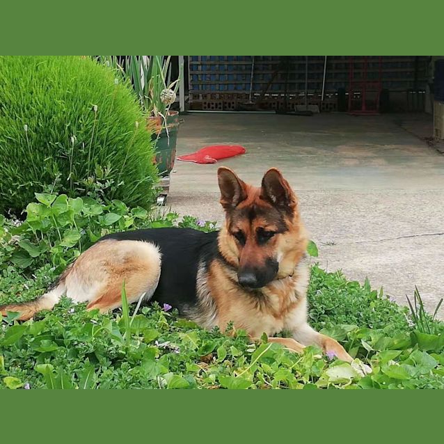 Photo of Lacey