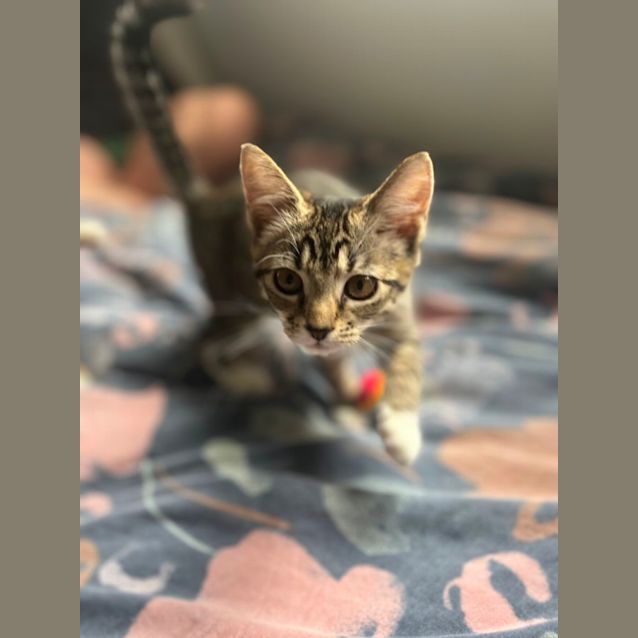 Photo of Razzle And Dazzle 