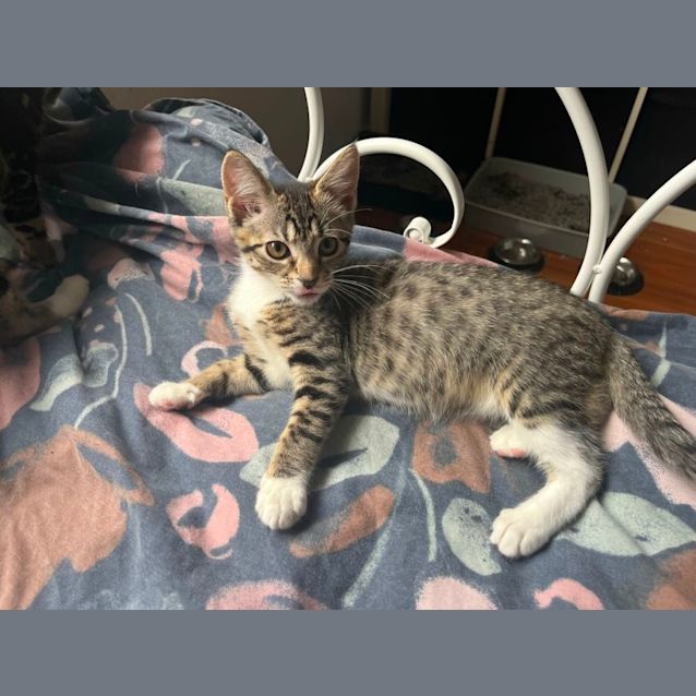 Photo of Razzle And Dazzle 