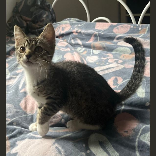 Photo of Razzle And Dazzle 