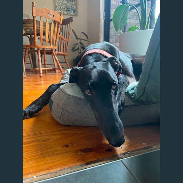 Photo of Chuck (Charlie)