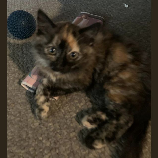 Photo of Medium Haired Black Torti Female