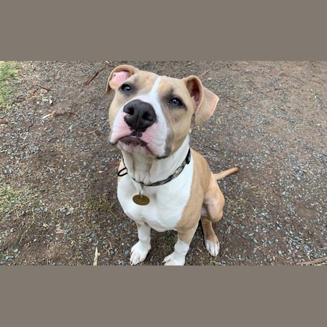 Photo of Cherry