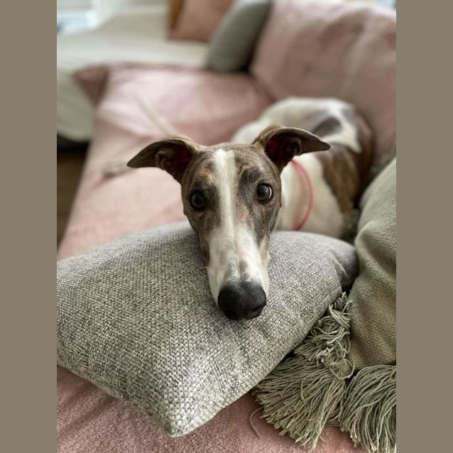 Photo of Mr. Fernando Fluffy Socks 