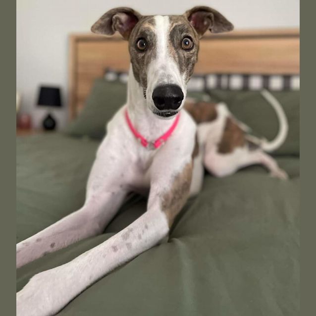 Photo of Mr. Fernando Fluffy Socks 